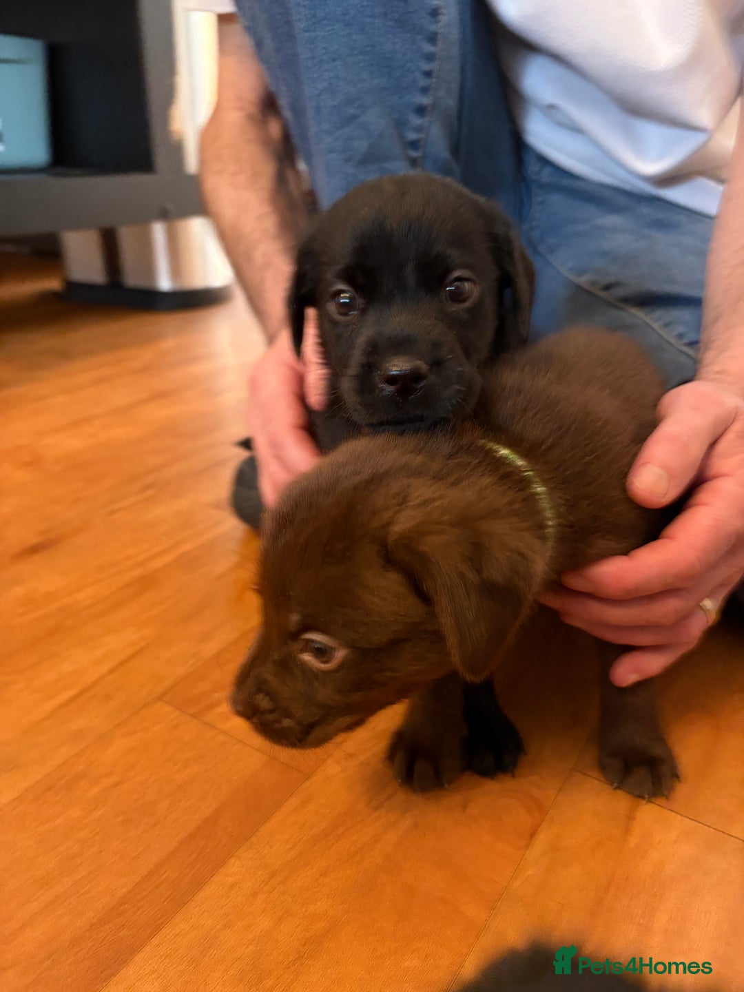 Labrador Retriever dogs for sale: Beautiful puppies, proud of Mum - Advert 7