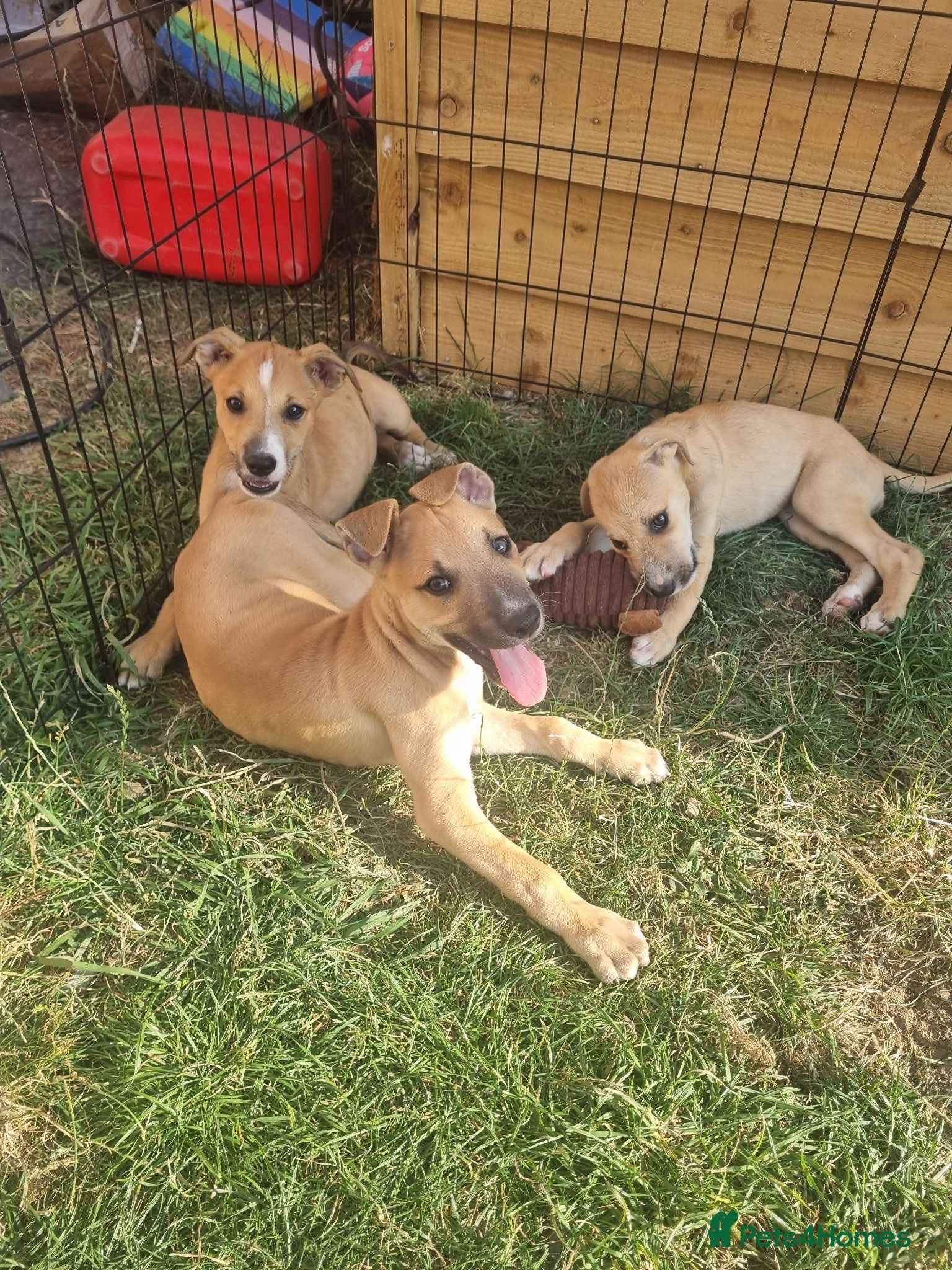 Lurcher dogs 3 Lurcher pups left - Advert 1