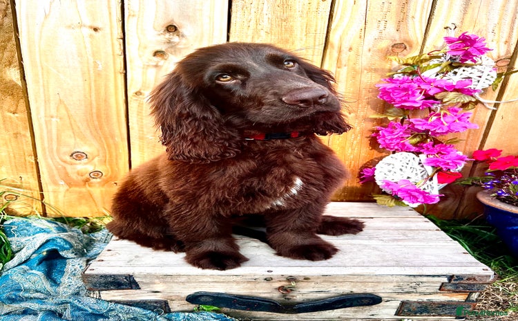 Sprocker dogs in Goole - Advert 1