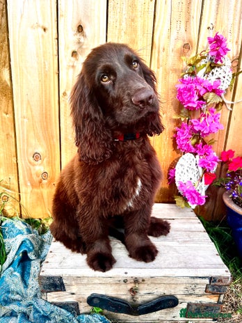 Sprocker dogs in Goole - Advert 15