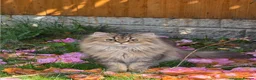 Persian cats for sale: Simba | Persian Kitten Boy • Litter Trained - Advert 10