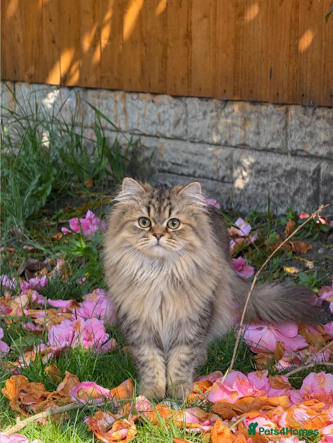 Persian cats for sale: Simba | Persian Kitten Boy • Litter Trained - Advert 10