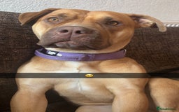 Mixed Breed dogs for sale: American bully - Image 2