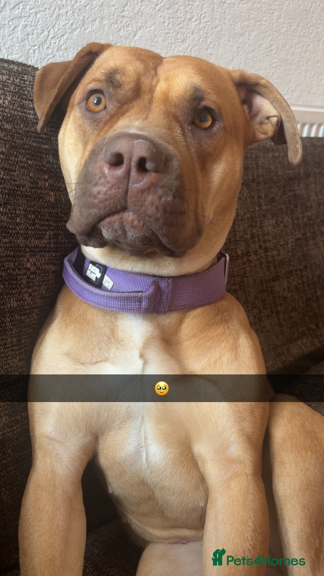Mixed Breed dogs for sale: American bully - Image 2