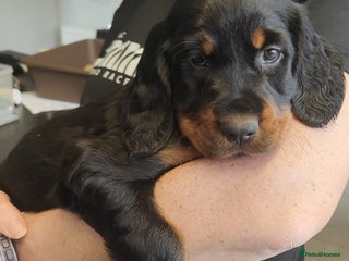 Gordon Setter dogs - Advert 1