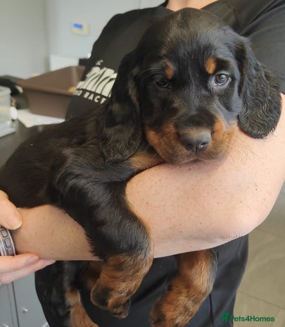 Gordon Setter dogs - Advert 1