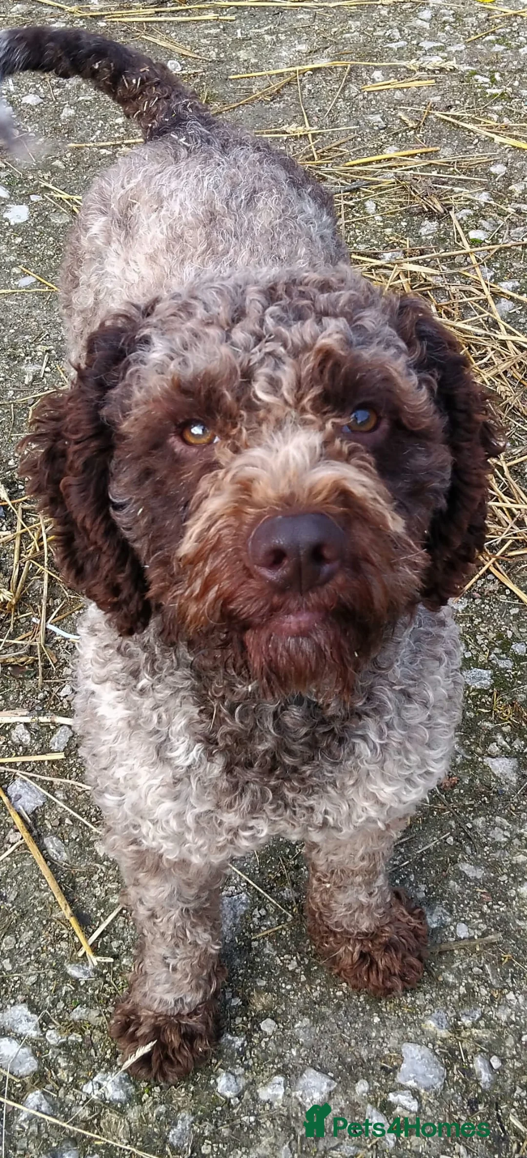 Lagotto Romagnolo dogs for stud: Kc reg  proven dna tested lagotto at stud - Advert 6