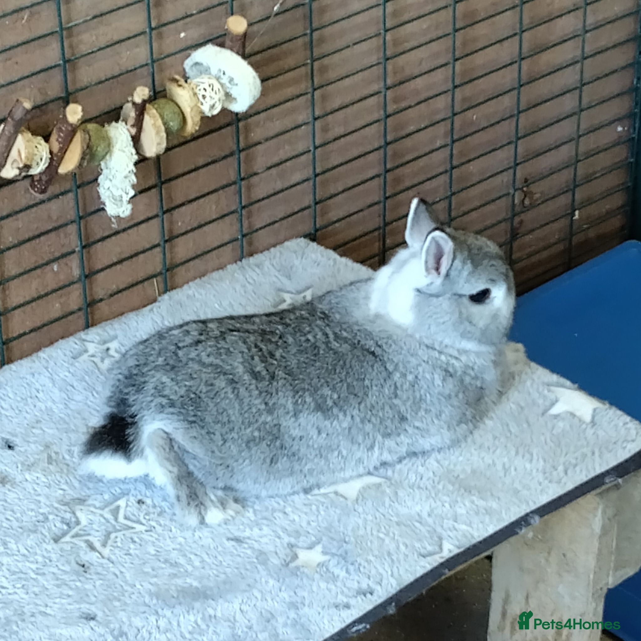 Netherland Dwarf rabbits Bonded Trio - Advert 16