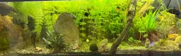 Tetras fish for sale: Full aquarium set up 320L - Advert 2