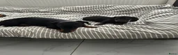 Dachshund dogs for sale:     Adorable Puppy Looking for a Loving Home - Advert 5
