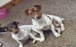 Jack Russell dogs for stud: JRT Stud - Image 4