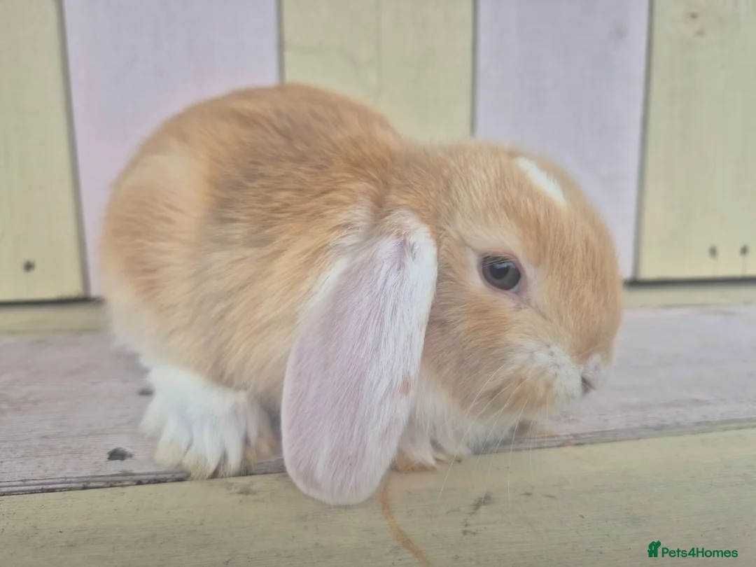 Mini Lop rabbits for sale: 🩷READY NOW- MINI LOP BABIES AVAILABLE 💙 - Advert 14