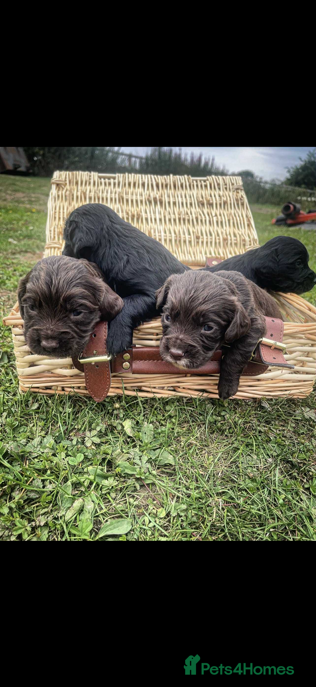 Cocker Spaniel dogs for sale: Working cocker spaniel  - Image 4