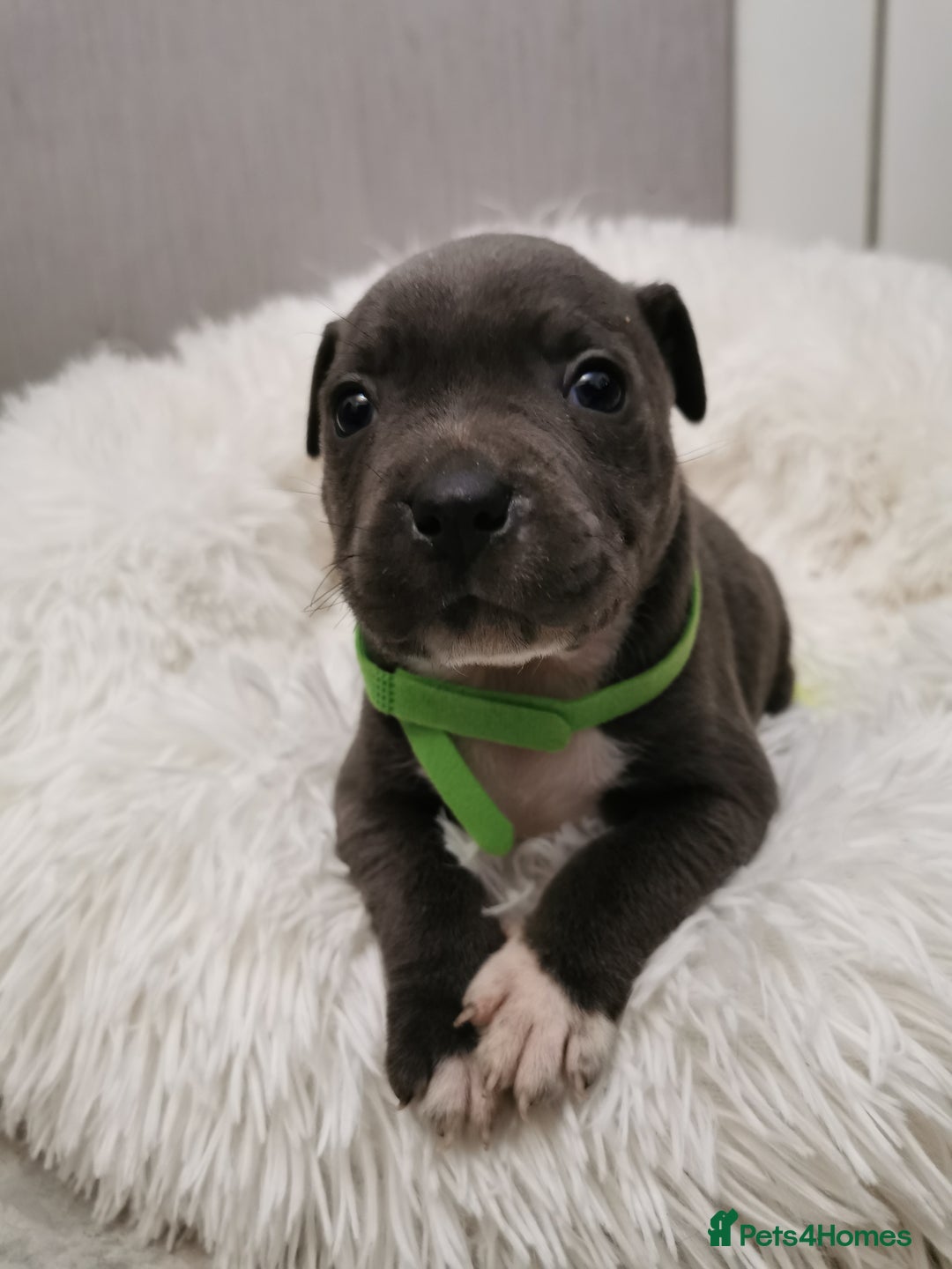 Staffordshire Bull Terrier dogs for sale: Staffordshire Bull Terrier puppies for sale  - Advert 32