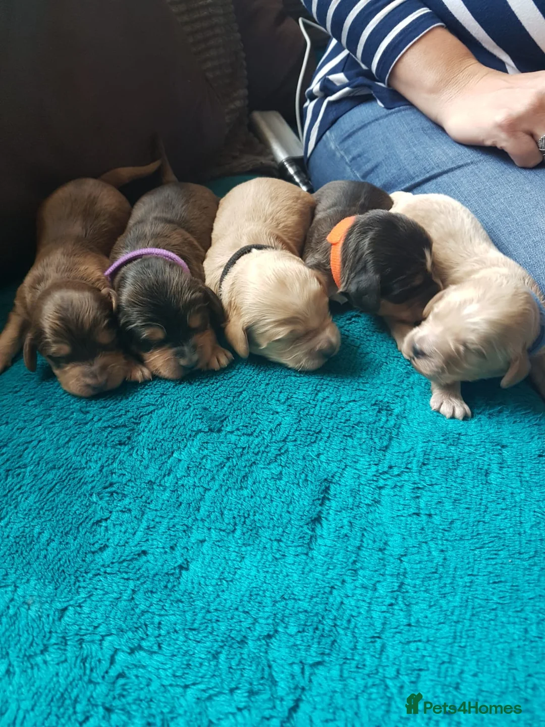 Cocker Spaniel dogs for stud: Stunning Sable, Show Cocker Stud,  Health Tested. in Market Drayton - Advert 26