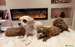 Cavapoo dogs for sale: Outstanding F1B Cavapoo puppies - Image 22