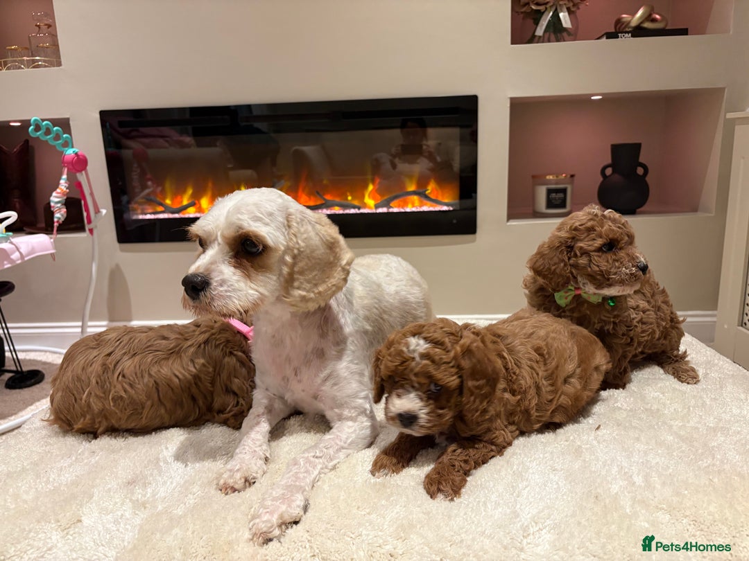 Cavapoo dogs for sale: Outstanding F1B Cavapoo puppies - Image 22