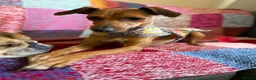 Italian Greyhound dogs for sale: Italian Greyhound pups  in Sutton-in-Ashfield - Advert 2