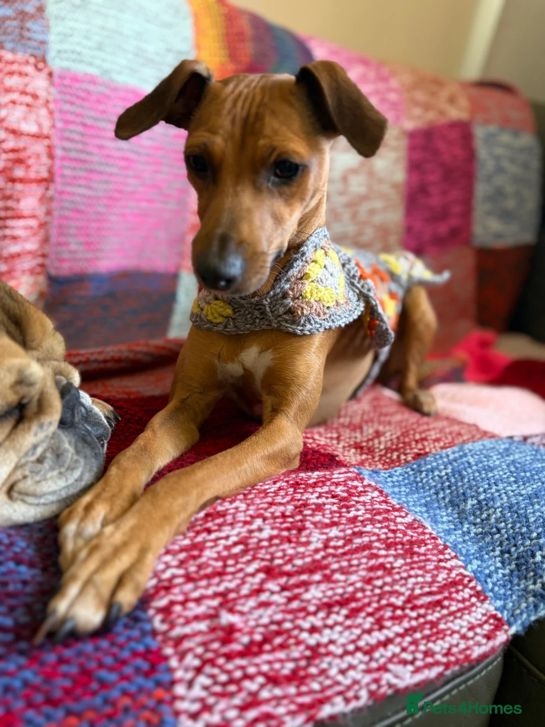 Italian Greyhound dogs for sale: Italian Greyhound pups  in Sutton-in-Ashfield - Advert 2