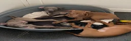 Italian Greyhound dogs for sale: Beautiful Italian greyhound puppies  - Advert 7