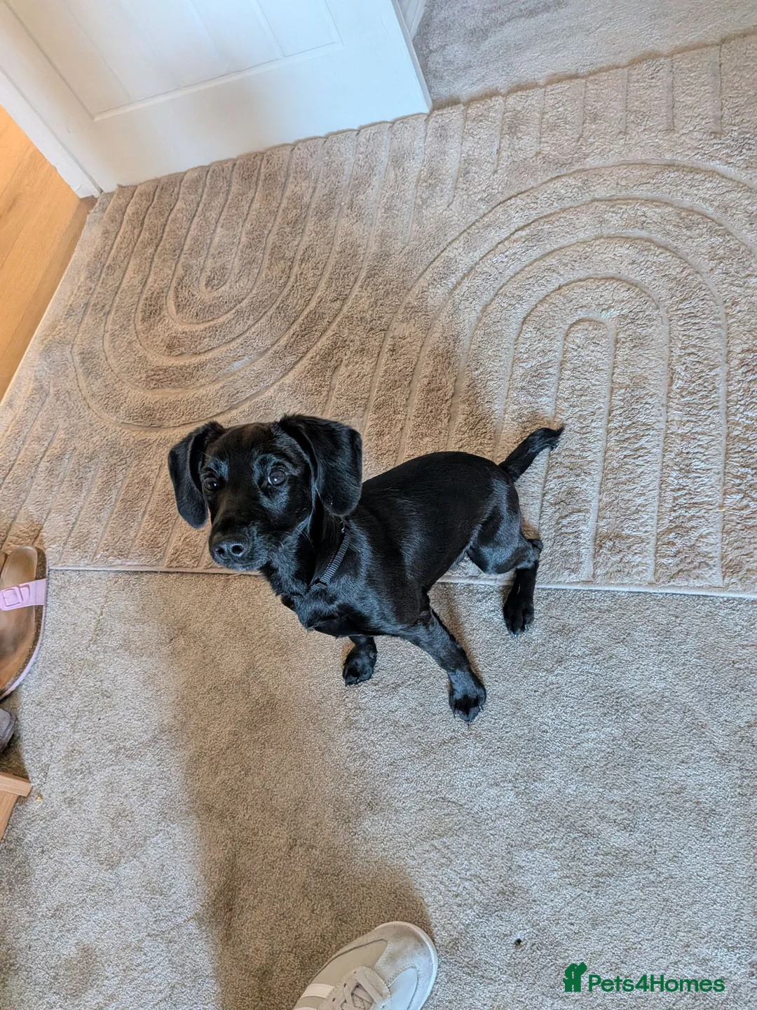 Patterdale Terrier dogs for sale: Our beautiful paterdale girl is for sale in Middlesbrough - Advert 2