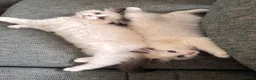 Ragdoll cats for sale: Bicolour ragdoll kittens and mum for sale - Advert 17