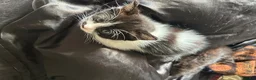 Ragdoll cats for sale: Kittens (Ragdoll and Tabby mix) - Advert 11