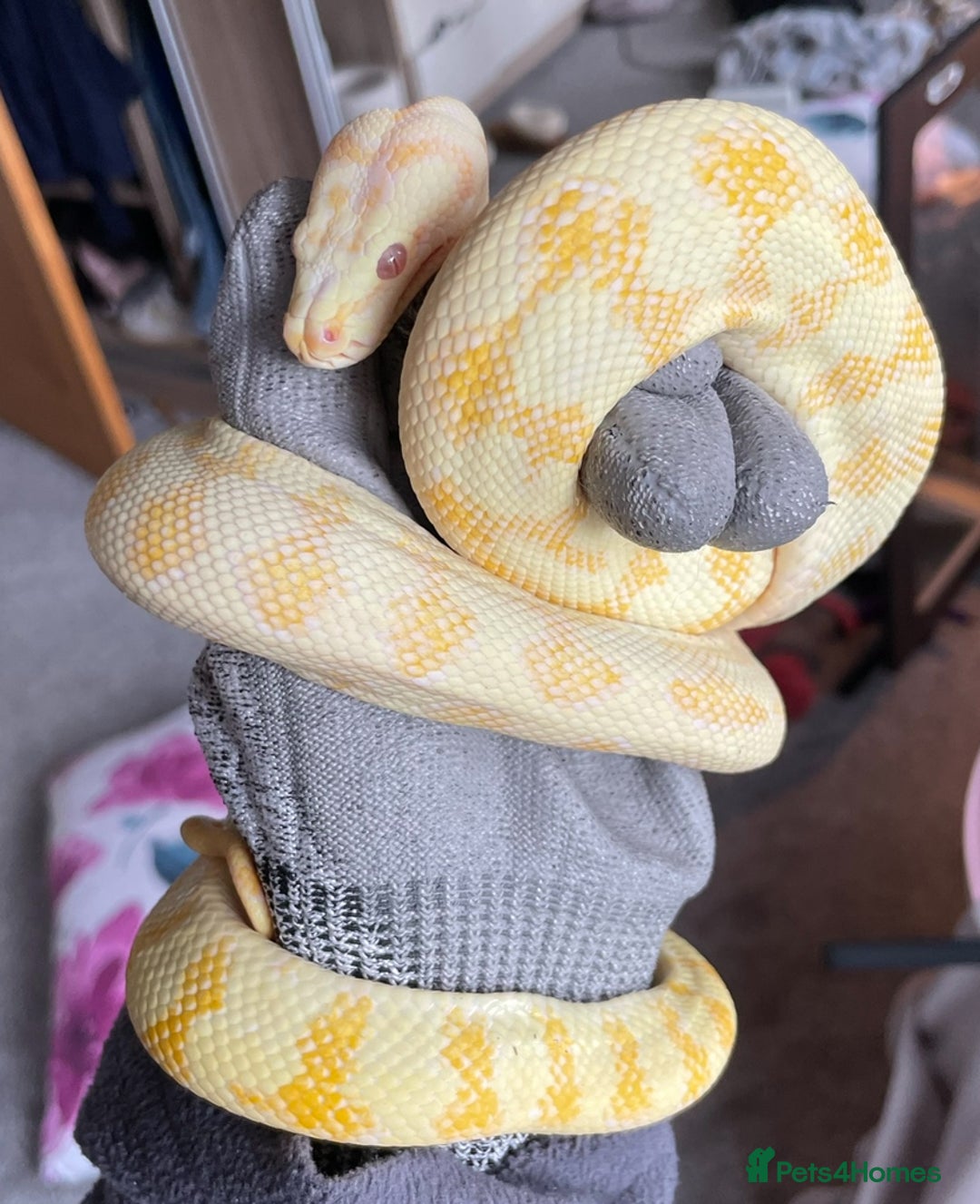 Python Snake reptiles for sale: Albino Carpet Python Female with Vivarihm - Image 3