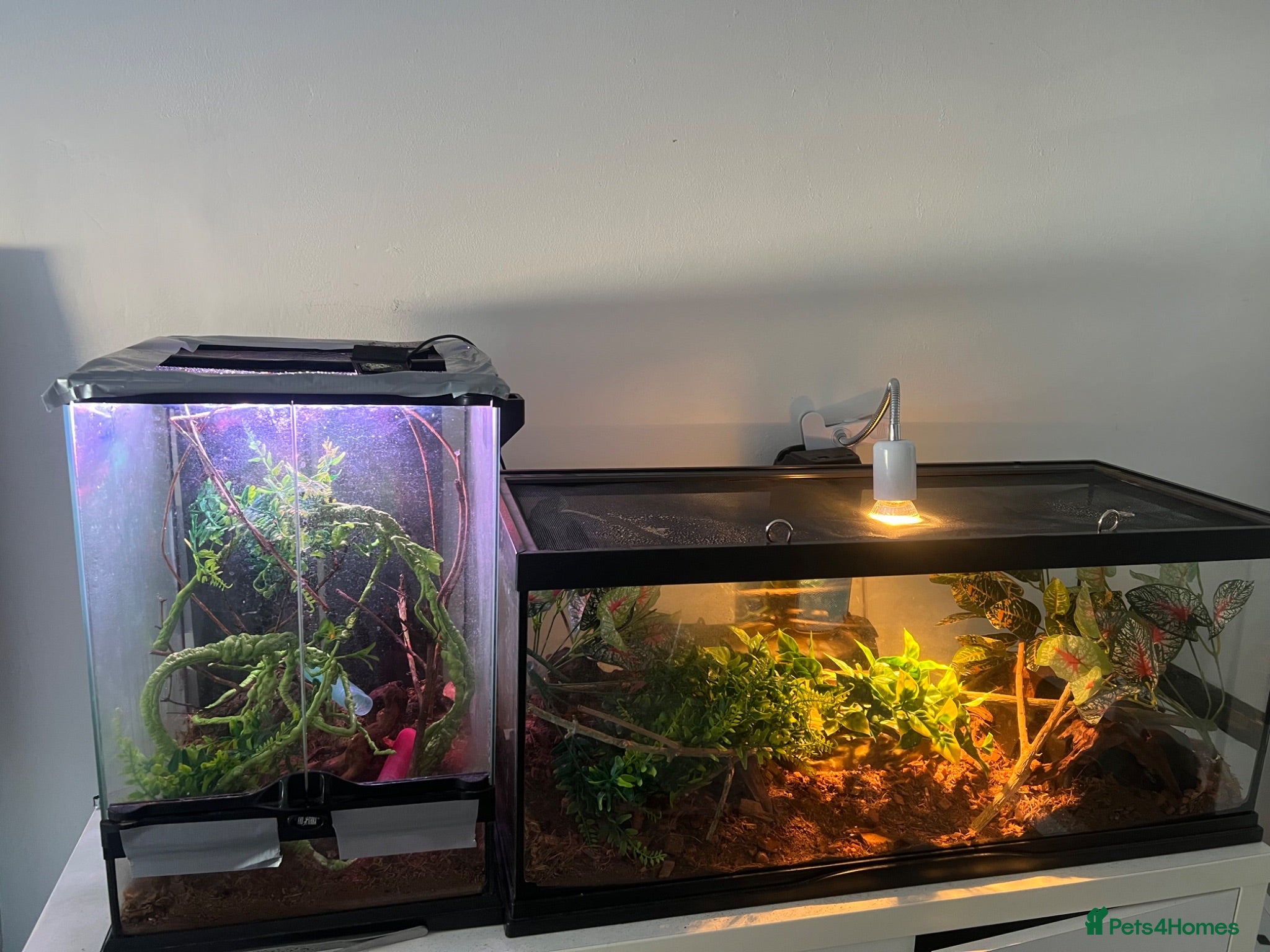 Corn Snake reptiles Corn snake and mourning gecko with full setups - Advert 11