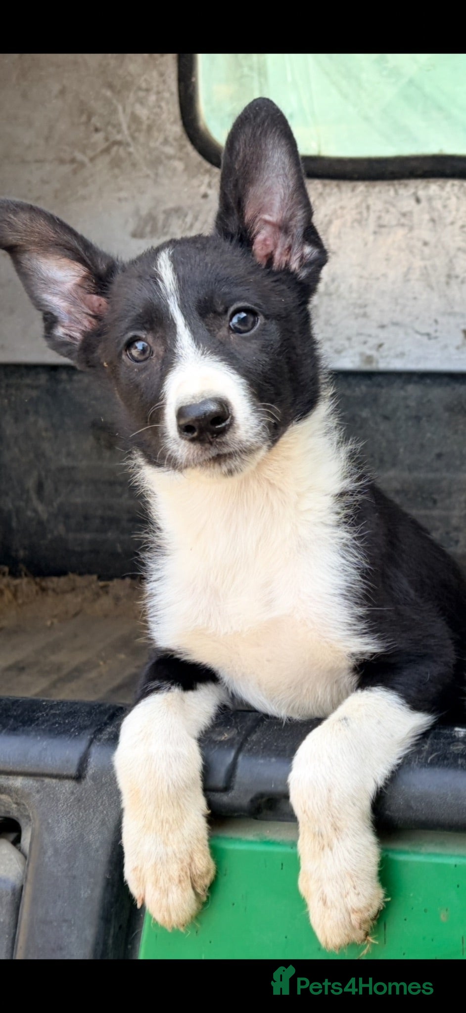 Border Collie dogs Only 1 beautiful border collie left  - Advert 1