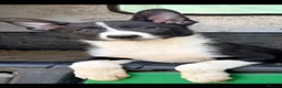 Border Collie dogs for sale:  4 beautiful border collie pups  - Advert 7