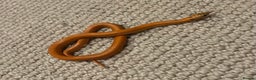 King Snake reptiles for sale: Apalachicola kingsnake - Advert 3