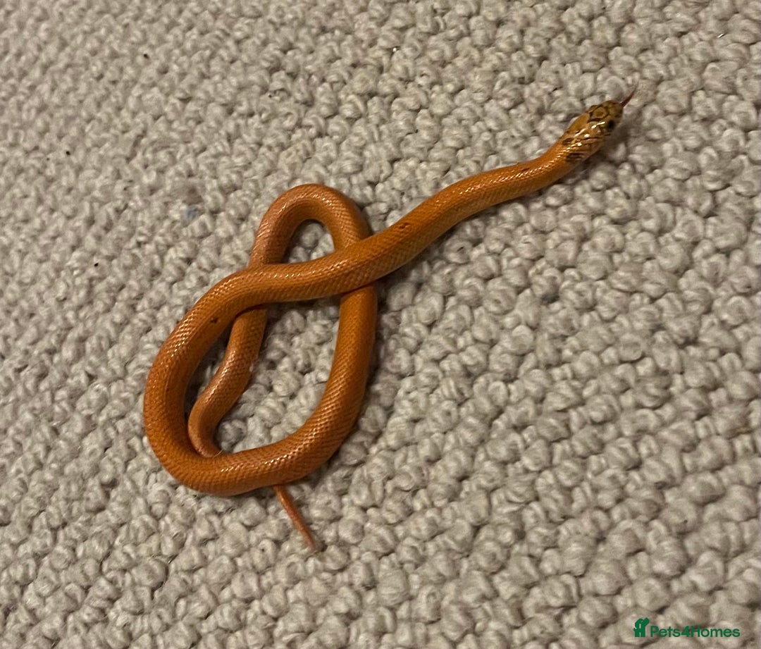 King Snake reptiles for sale: Apalachicola kingsnake - Advert 3