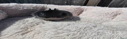 Netherland Dwarf rabbits for sale: Netherland dwarf bunnies - Advert 10