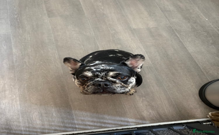 French Bulldog dogs - Advert 1