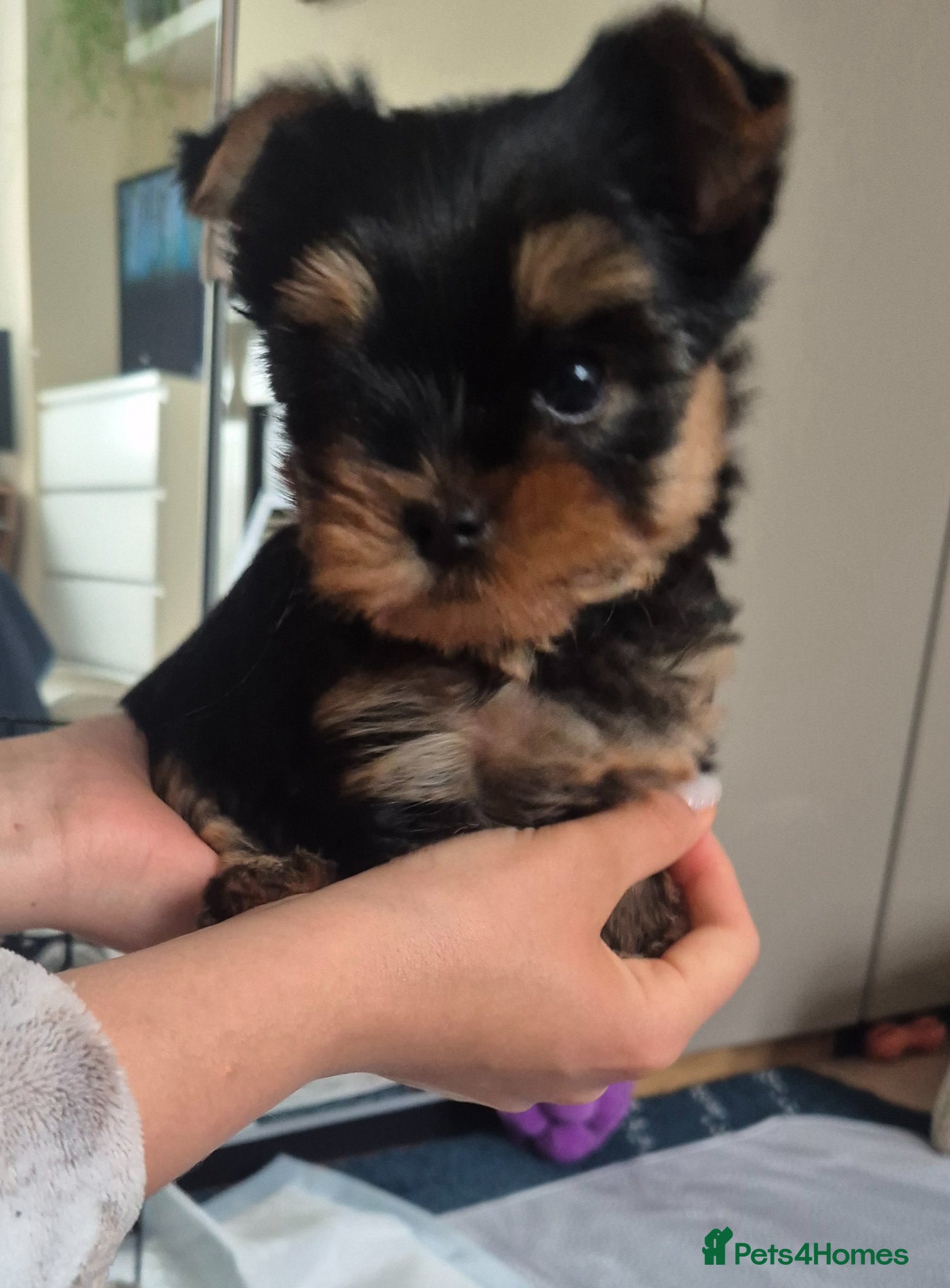 Yorkshire Terrier dogs for sale:  KC Registered Yorkshire Terrier Puppies  - Advert 10