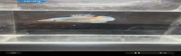 Bettas fish for sale: Betta fish - Advert 2