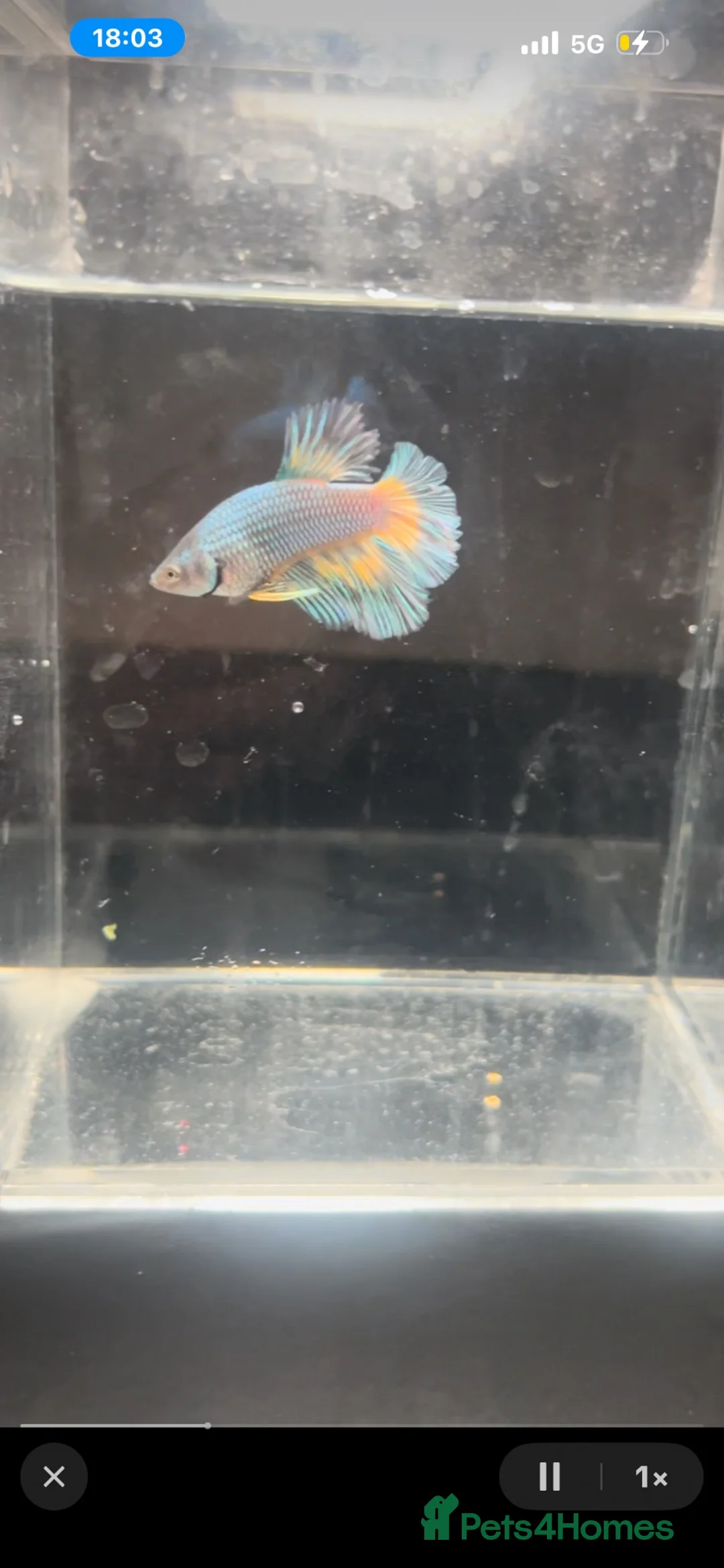 Bettas fish for sale: Betta fish - Advert 2