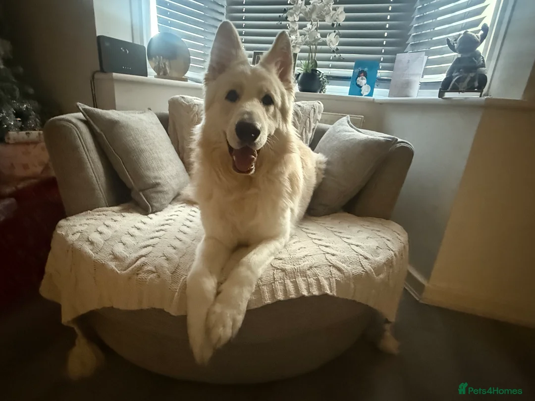 German Shepherd dogs for sale: 1 year 10 month old White German Shepherd - Advert 1