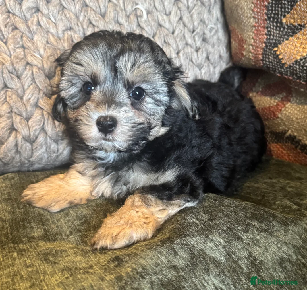 Maltipoo dogs for sale: Last maltipoo boy - Advert 1