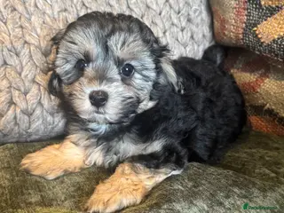 Maltipoo dogs Last maltipoo boy - Advert 13