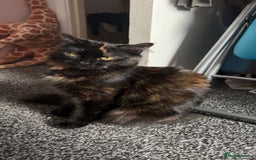 Domestic Shorthair cats for sale: Male tabby kitten - Image 4