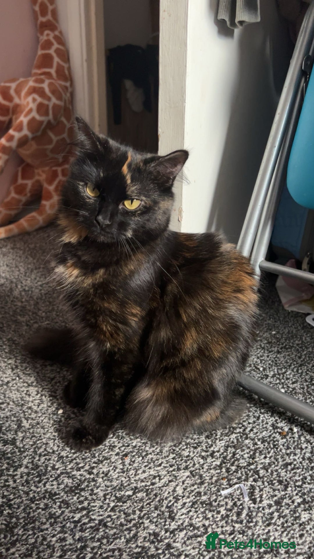 Domestic Shorthair cats for sale: Male tabby kitten - Image 4