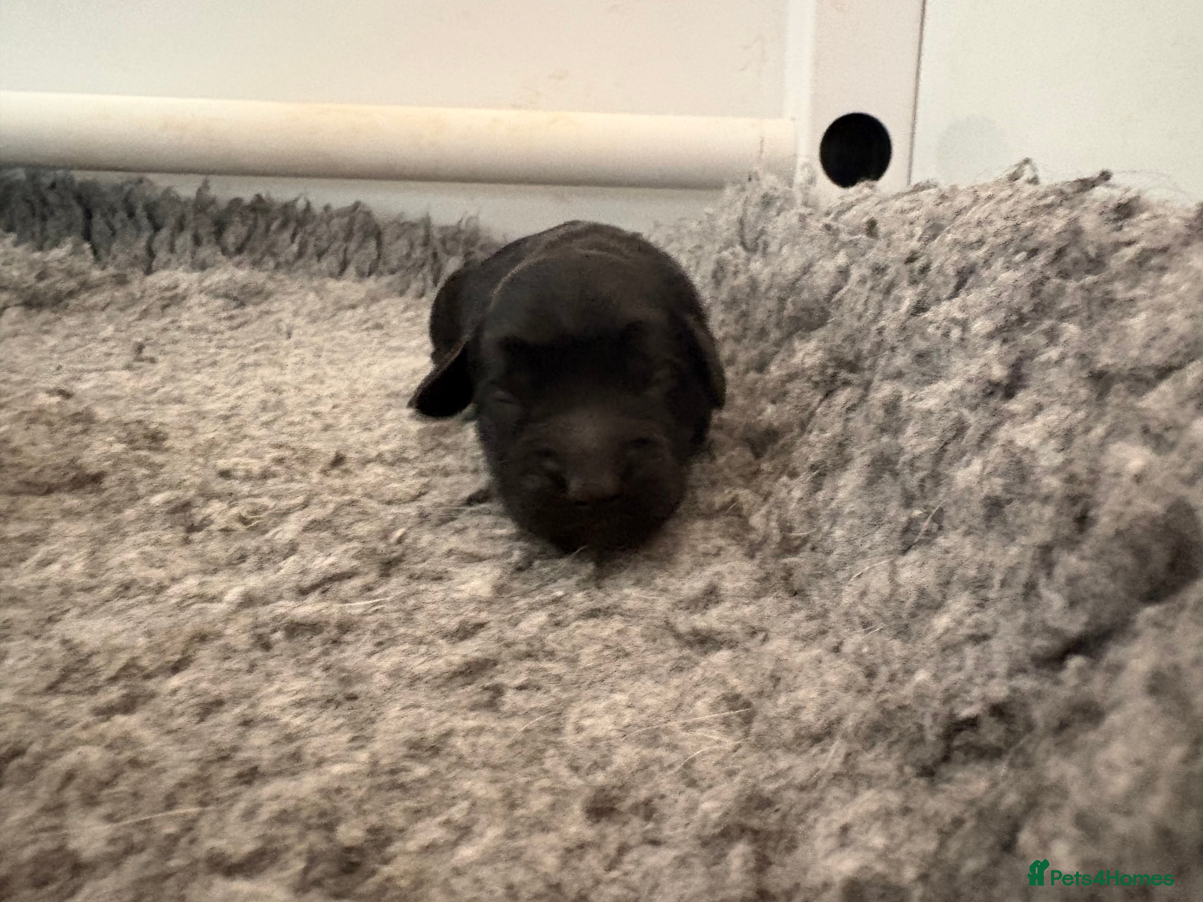 Mixed Breed dogs Delightful Schnockerpoo Puppies  - Advert 2