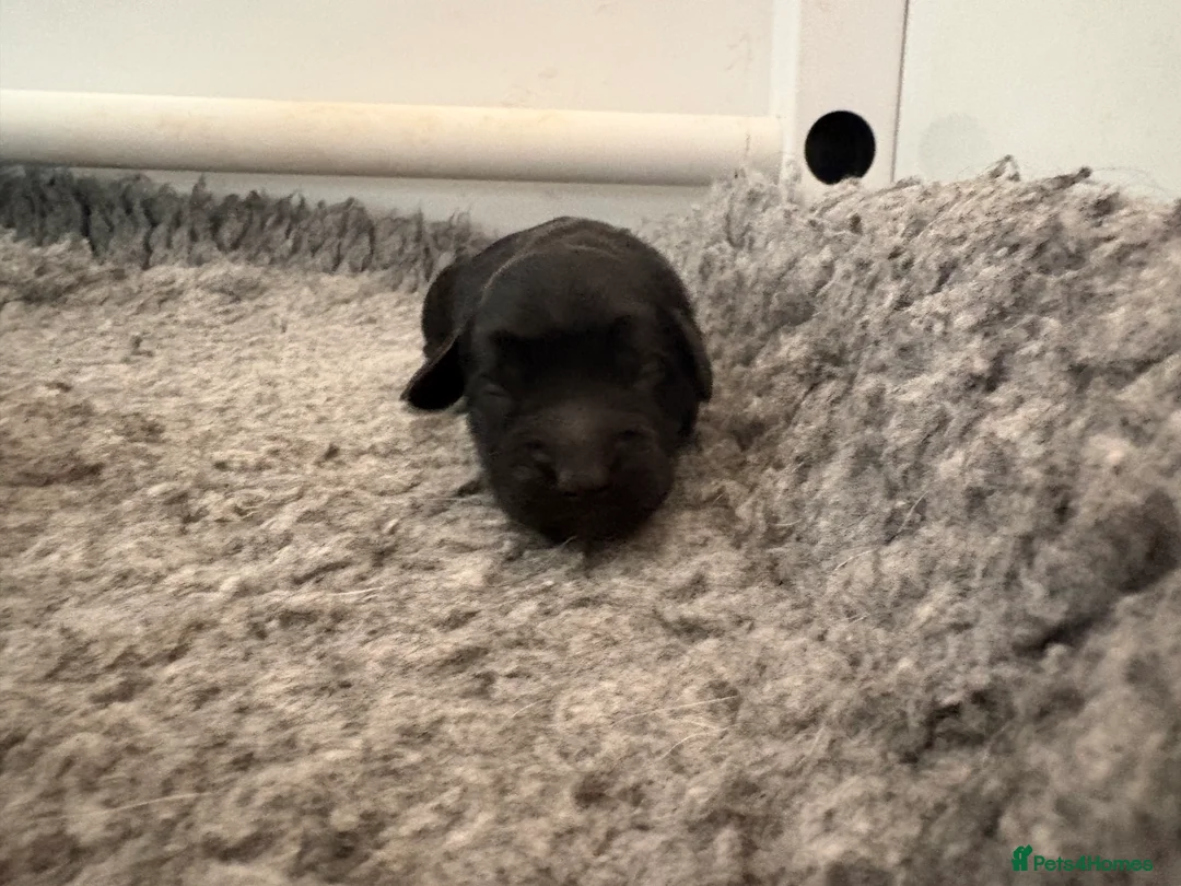 Mixed Breed dogs for sale: Delightful Schnockerpoo Puppies  - Advert 2