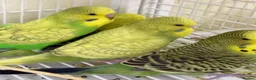 Budgerigars birds for sale: Beautiful baby budgies - Advert 2