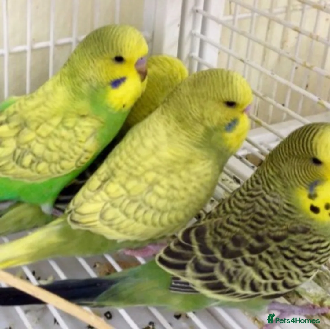 Budgerigars birds for sale: Beautiful baby budgies - Advert 2