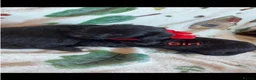 Jackapoo dogs for sale: 6 Beautiful Toy Jackapoo Puppies  in Brighton - Advert 2
