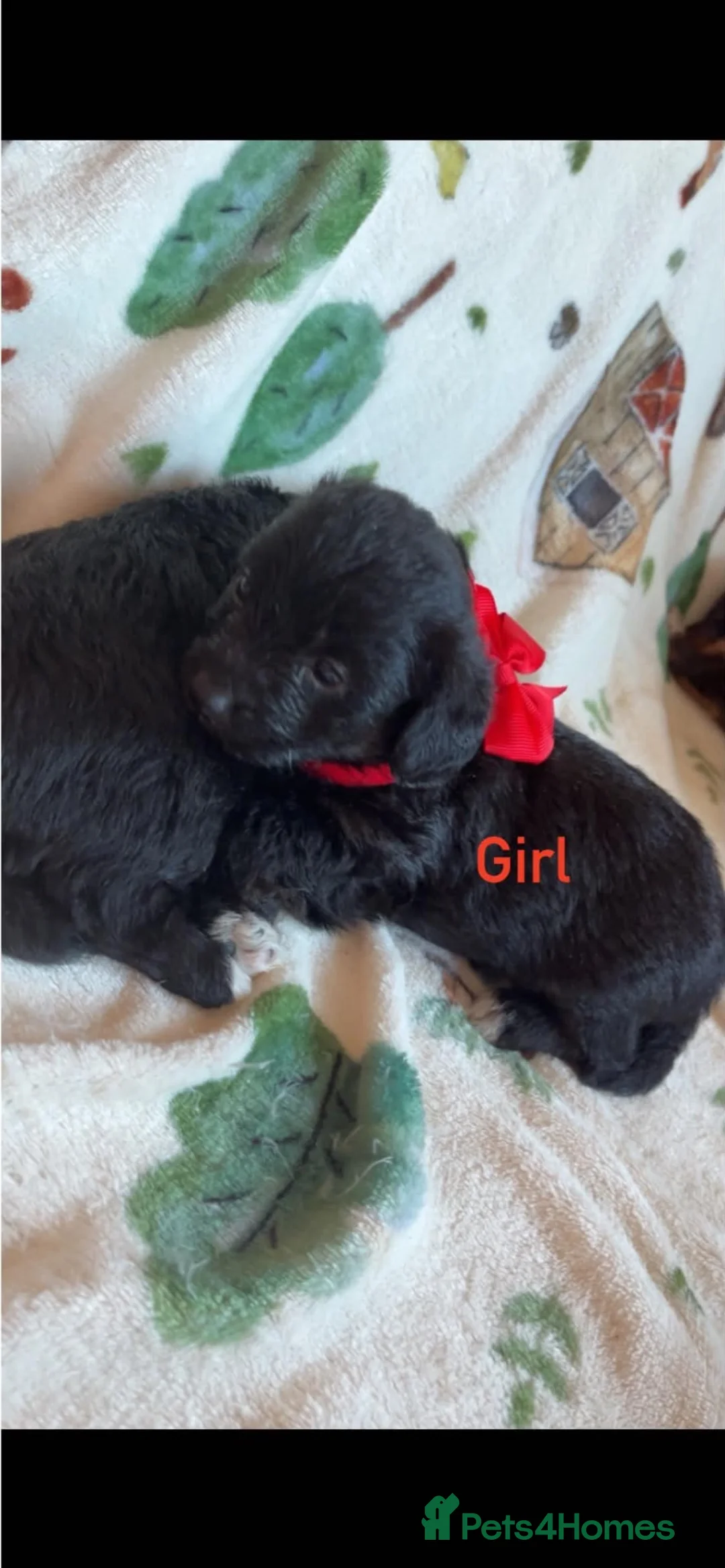 Jackapoo dogs for sale: 6 Beautiful Toy Jackapoo Puppies  in Brighton - Advert 2