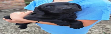 Springador 3